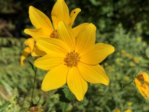 ~ Bidens aristosa, Bearded Beggarticks