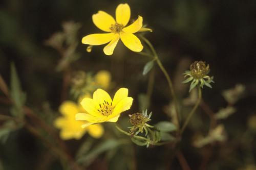 ~ Bidens aristosa, Bearded Beggarticks