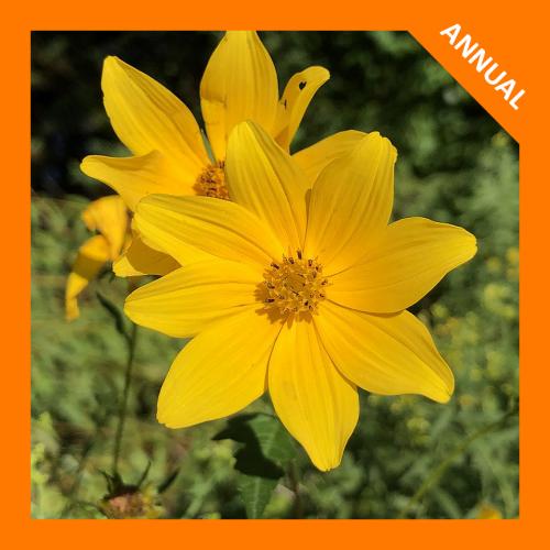 ~ Bidens aristosa, Bearded Beggarticks