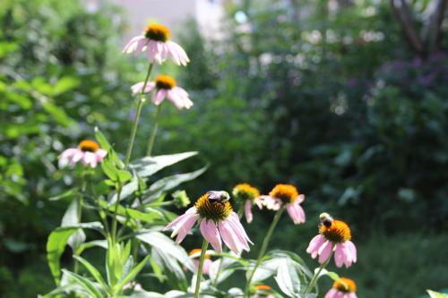 ~ Echinacea purpurea, Eastern Purple Coneflower 
