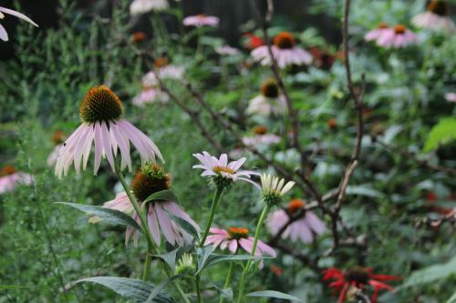 ~ Echinacea purpurea, Eastern Purple Coneflower 