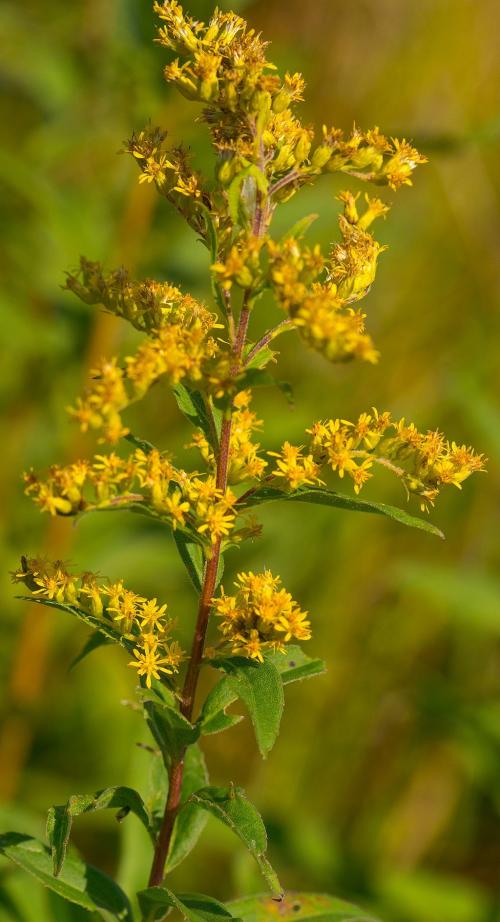 ~ Solidago speciosa, Showy Goldenrod
