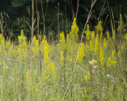 ~ Solidago speciosa, Showy Goldenrod
