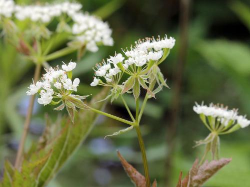 Osmorhiza longistylis, Aniseroot 