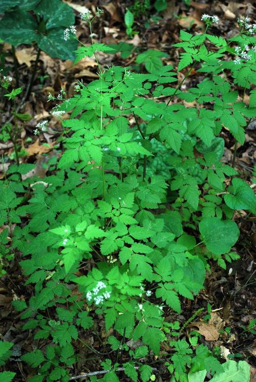 Osmorhiza longistylis, Aniseroot 