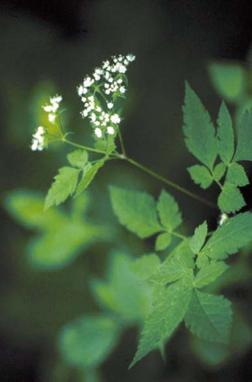 Osmorhiza claytonii, Sweet Cicely