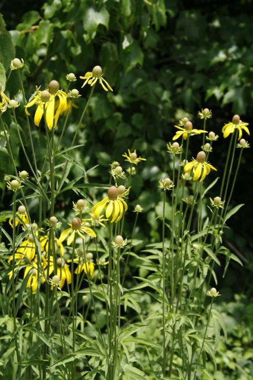 Ratibida pinnata, Grey-headed Prairie Coneflower