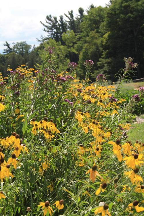 Ratibida pinnata, Grey-headed Prairie Coneflower
