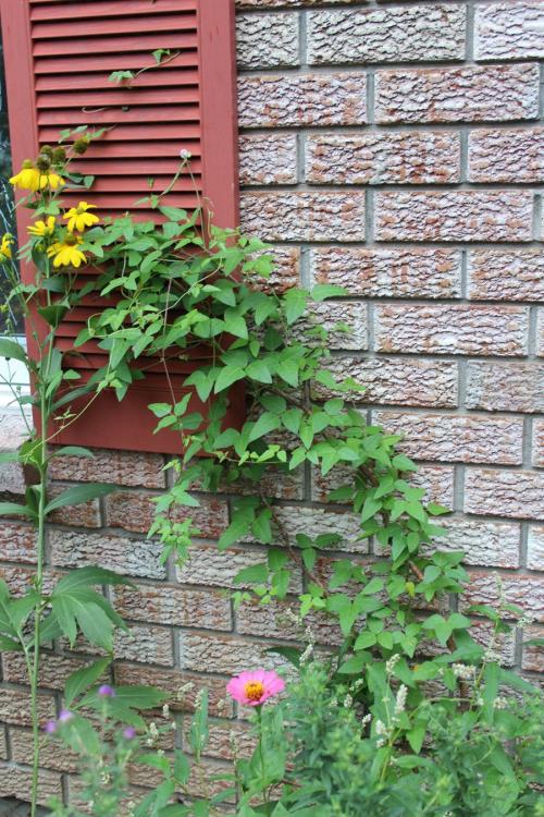 Strophostyles helvola, Trailing Wild Bean 