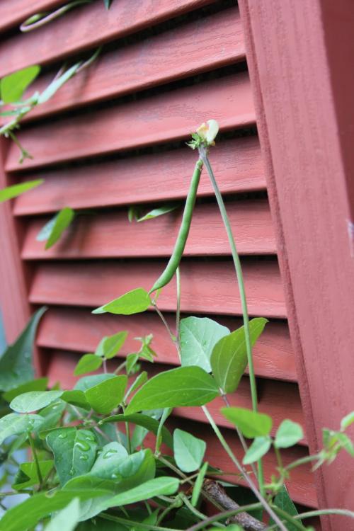 Strophostyles helvola, Trailing Wild Bean 