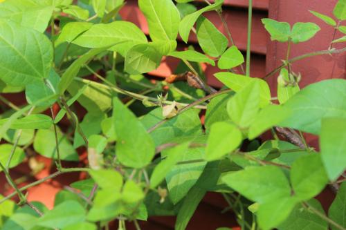 Strophostyles helvola, Trailing Wild Bean 