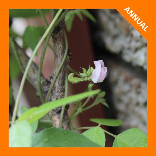 Strophostyles helvola, Trailing Wild Bean 