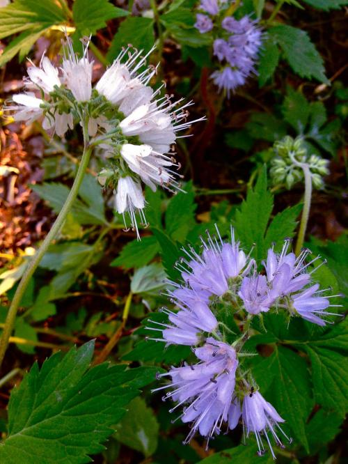 Hydrophyllum virginianum, Virginia Waterleaf