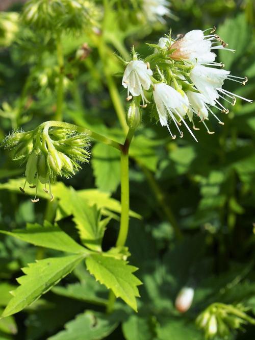 Hydrophyllum virginianum, Virginia Waterleaf