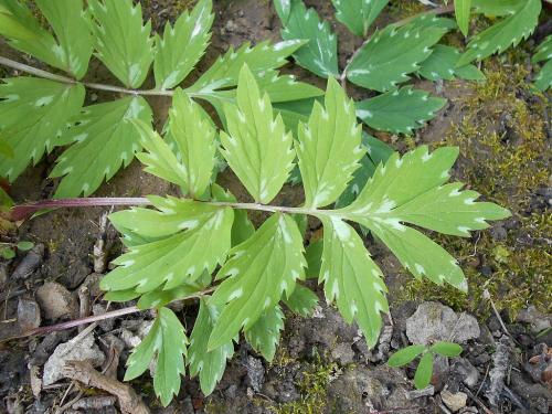Hydrophyllum virginianum, Virginia Waterleaf