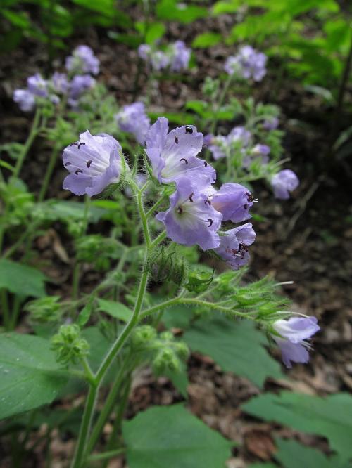 Hydrophyllum appendiculatum, Great Waterleaf 