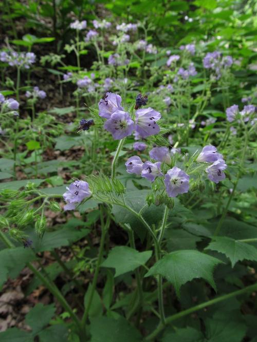 Hydrophyllum appendiculatum, Great Waterleaf 