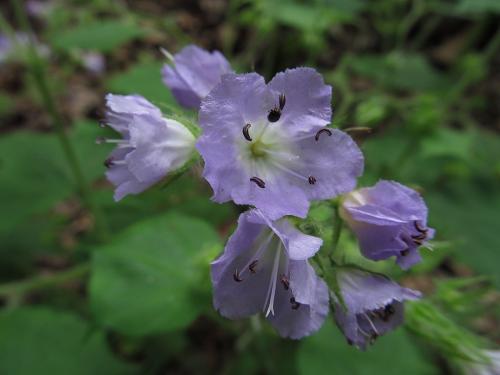 Hydrophyllum appendiculatum, Great Waterleaf 