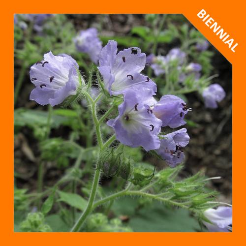Hydrophyllum appendiculatum, Great Waterleaf 