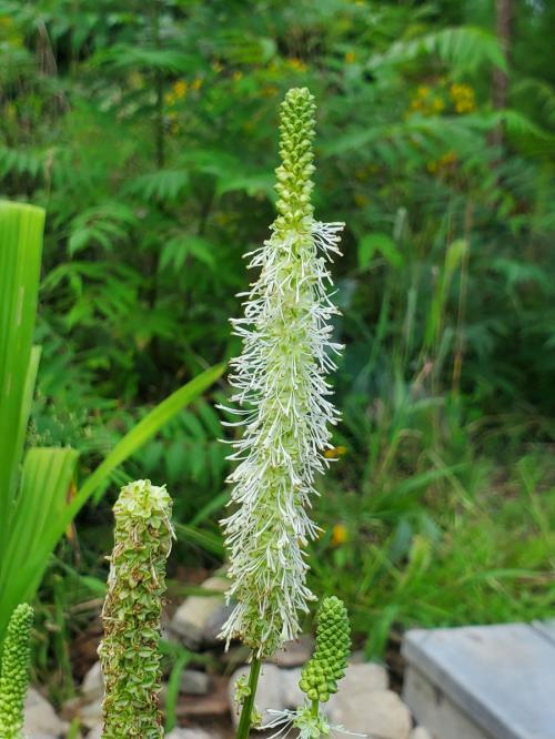  ~ Sanguisorba canadensis, Canada Burnet
