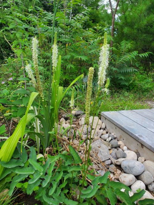  ~ Sanguisorba canadensis, Canada Burnet