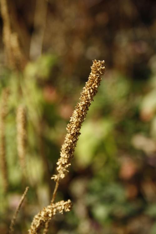  ~ Sanguisorba canadensis, Canada Burnet