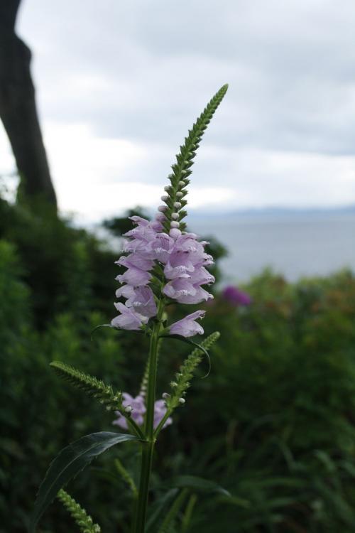 Physostegia virginiana, Obedient Plant