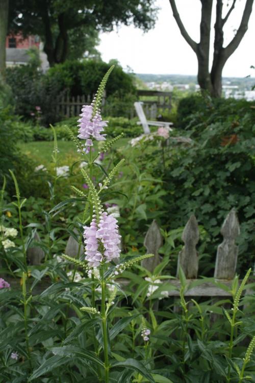 Physostegia virginiana, Obedient Plant