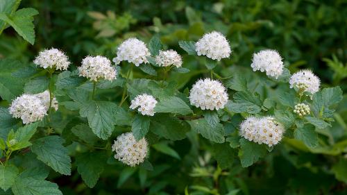 Physocarpus opulifolius, Prairie Ninebark