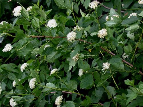 Physocarpus opulifolius, Prairie Ninebark
