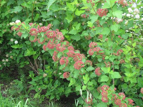 Physocarpus opulifolius, Prairie Ninebark