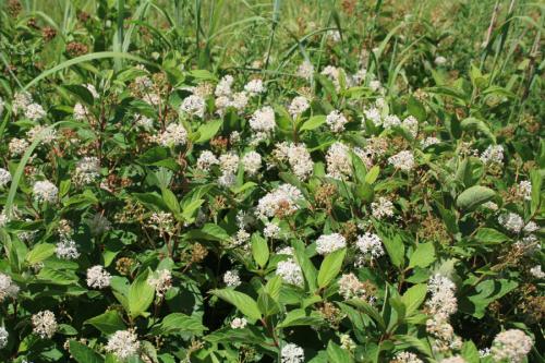 Ceanothus americanus, New Jersey Tea