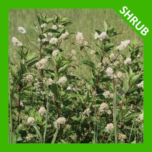 Ceanothus americanus, New Jersey Tea