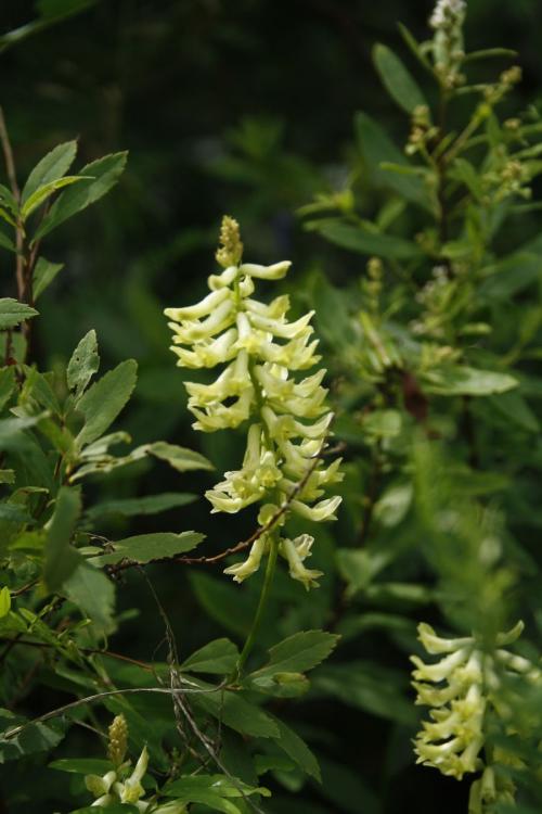 Astragalus canadensis, Canada Milk Vetch