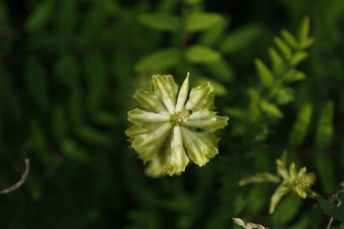 Astragalus canadensis, Canada Milk Vetch