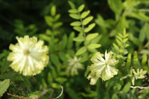Astragalus canadensis, Canada Milk Vetch
