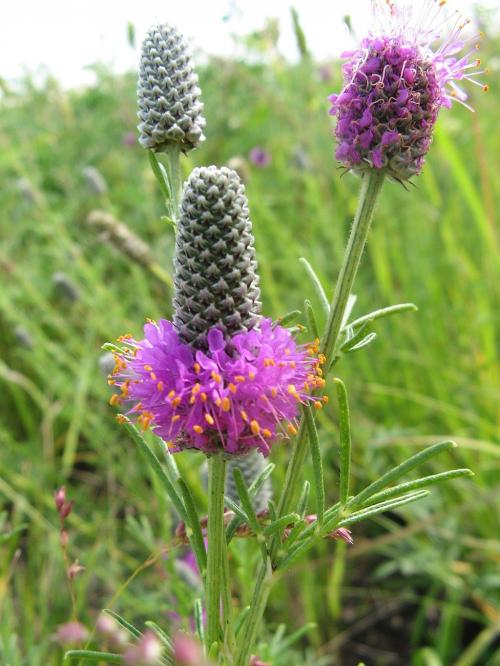 Dalea purpurea, Purple Prairie Clover