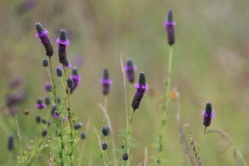 Dalea purpurea, Purple Prairie Clover