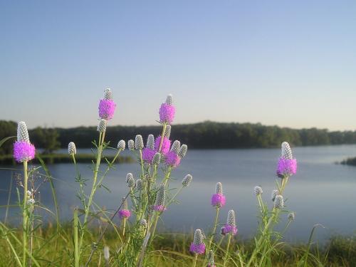 Dalea purpurea, Purple Prairie Clover