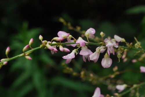 Hylodesmum glutinosum, Large Tick-Trefoil