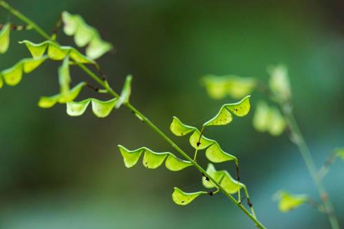 Hylodesmum glutinosum, Large Tick-Trefoil