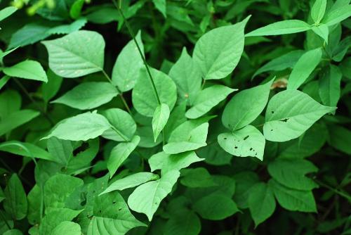 Hylodesmum glutinosum, Large Tick-Trefoil