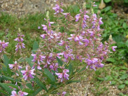 Desmodium canadense, Showy Tick Trefoil