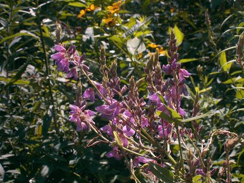 Desmodium canadense, Showy Tick Trefoil