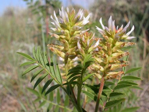 Glycyrrhiza lepidota, Wild Licorice