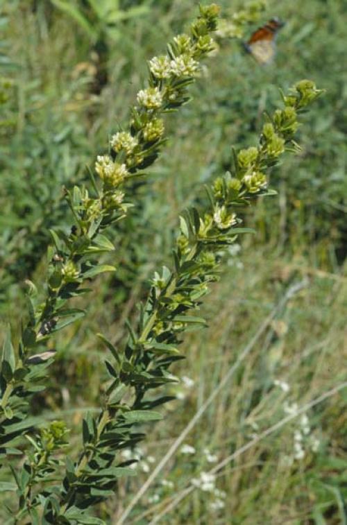 Lespedeza capitata, Round-headed Bush Clover