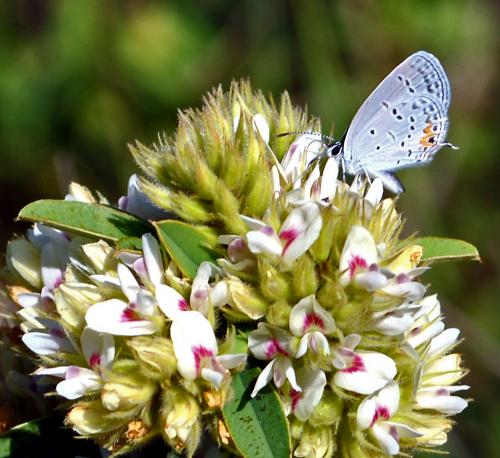 Lespedeza capitata, Round-headed Bush Clover 