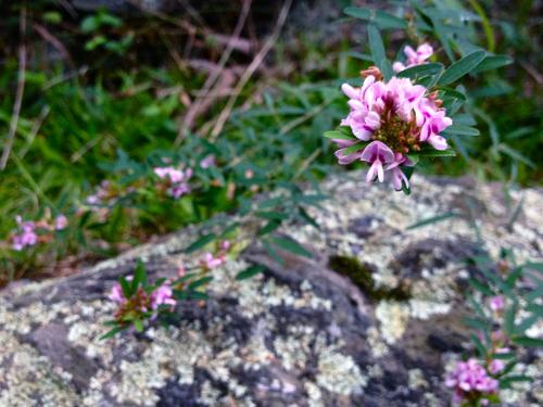 Lespedeza virginica, Slender Bush-Clover 