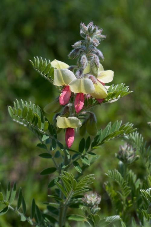 Tephrosia virginiana, Virginia Goat&#039;s Rue 