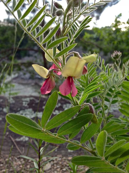 Tephrosia virginiana, Virginia Goat&#039;s Rue 